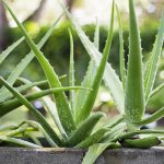 Aloe Vera Plant