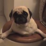 837061-Pug-Falls-in-Toilet